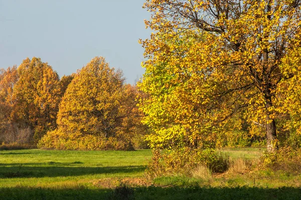 Podzimní Krajina Velký Podzimní Dub Červenými Listy Modrém Pozadí Oblohy — Stock fotografie