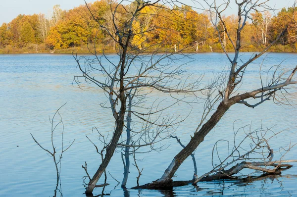 Herbst-Mischwald spiegelt sich im Wasser in den leuchtenden Farben der Autu — Stockfoto