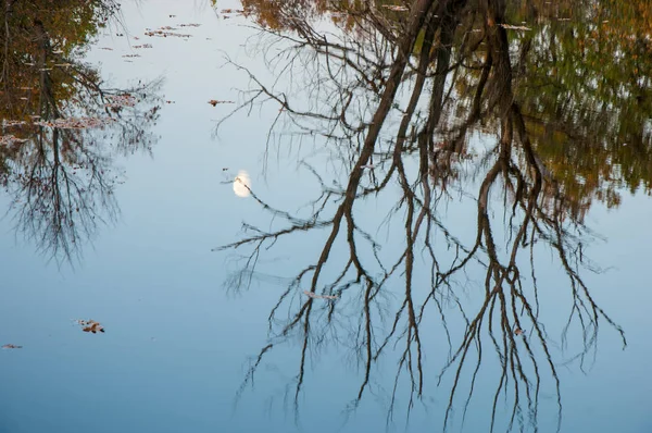 Landscape. Sunset over the lake, fall trees reflected in water. — Stock Photo, Image