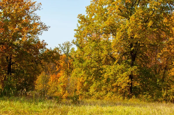 Paisagem de queda. Bela floresta de outono no parque nacional "Então — Fotografia de Stock