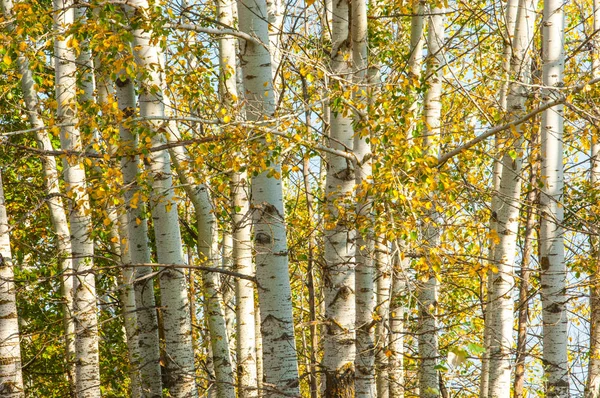 Texture, background. Aspen tree, the top of the tree, the tree c — 스톡 사진