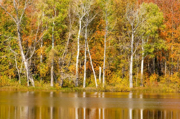 Fall River, árvores de outono em ouro — Fotografia de Stock