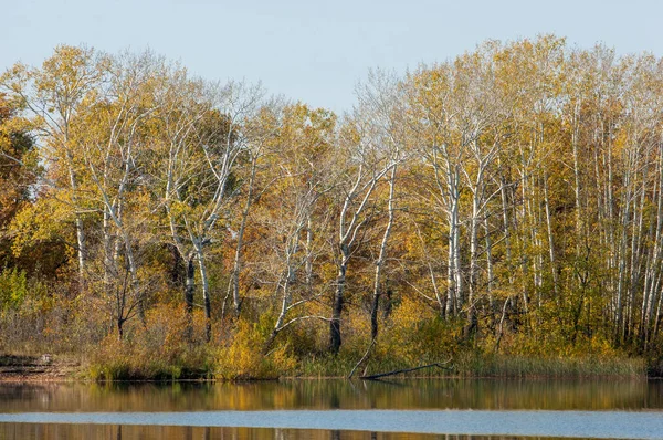 秋の川金の秋の木 — ストック写真