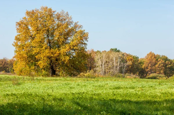 Podzimní krajina. Velký dub podzimní — Stock fotografie