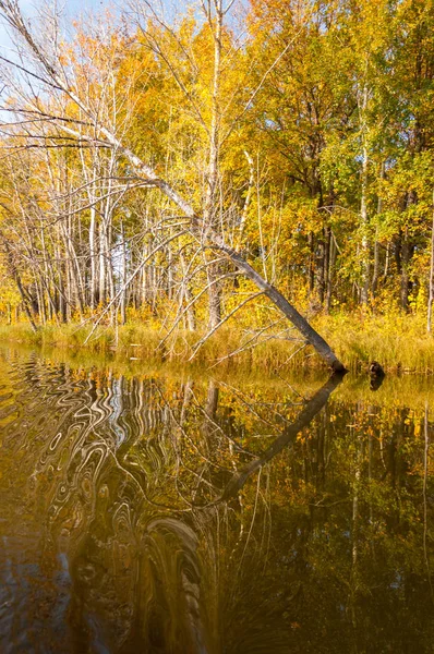 Sonbahar nehri, Sonbahar ağaçları altın içinde — Stok fotoğraf