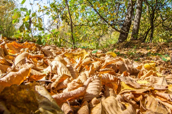 Autumn deciduous forest, sunny day — Stock Photo, Image