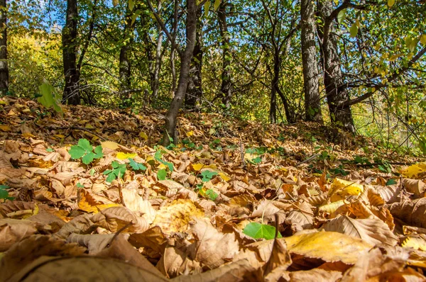 秋天落叶的森林, 晴朗的天 — 图库照片
