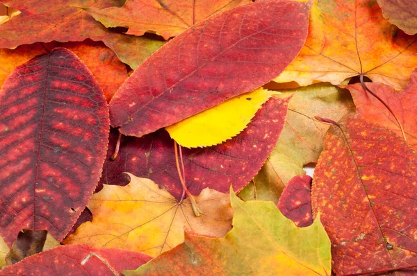 Hojas de otoño. — Foto de Stock