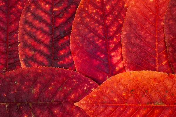 Folhas de Outono. — Fotografia de Stock