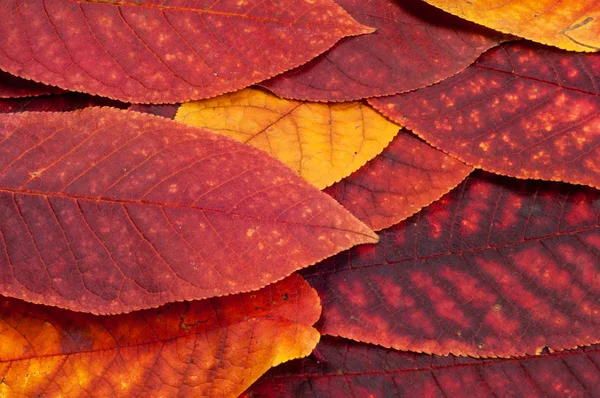 Hojas de otoño. — Foto de Stock