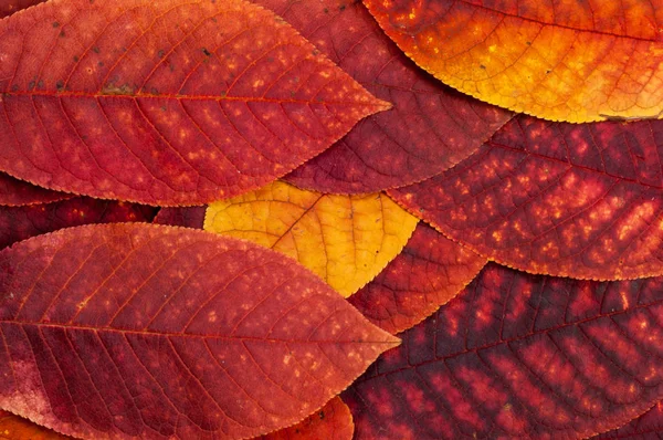 Φύλλα φθινοπώρου. — Φωτογραφία Αρχείου