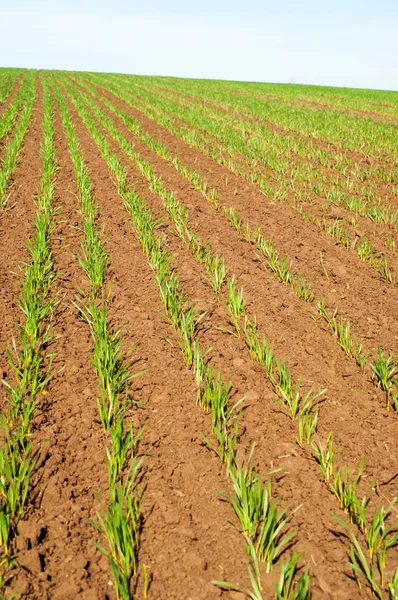 Otoño, brotes de cultivos de invierno de grano — Foto de Stock