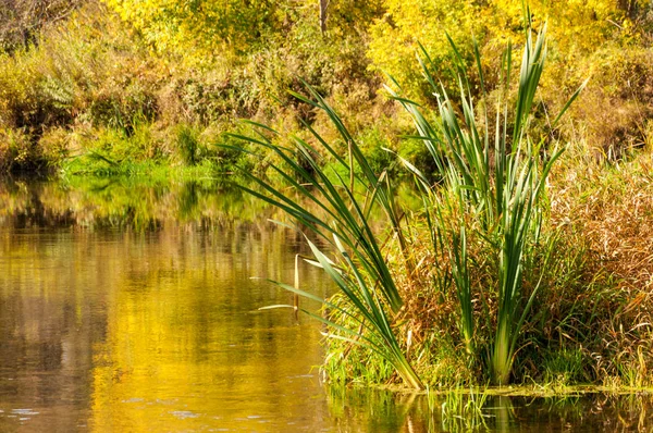 Река осенью, золотое время года — стоковое фото