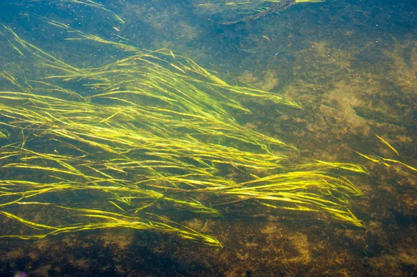 Água do rio é algas de águas rasas — Fotografia de Stock