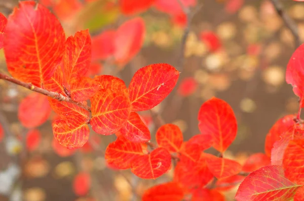 Güzel Yapraklar Dökülür Kapanır — Stok fotoğraf