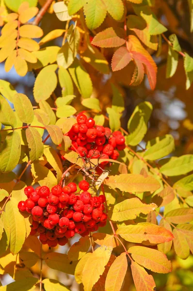 Ősz gyönyörű fény. Gyönyörű őszi levelek. Rowan ősz Ph — Stock Fotó