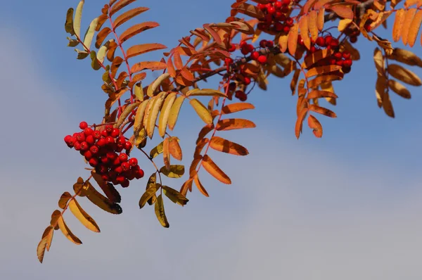 Herbst schönes Licht. schöne Herbstblätter. Eberesche Herbst ph — Stockfoto