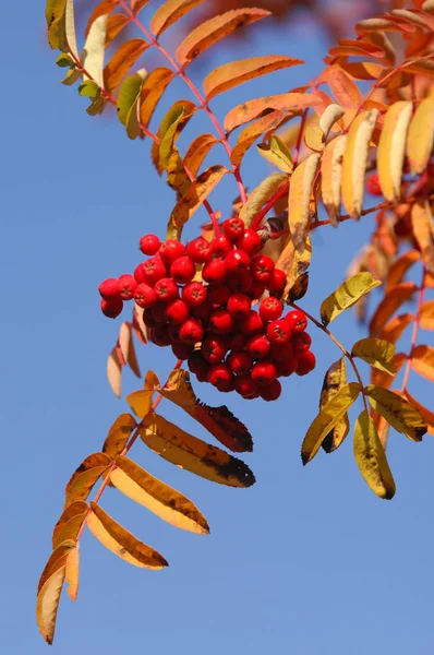 Herbst schönes Licht. schöne Herbstblätter. Eberesche Herbst ph — Stockfoto