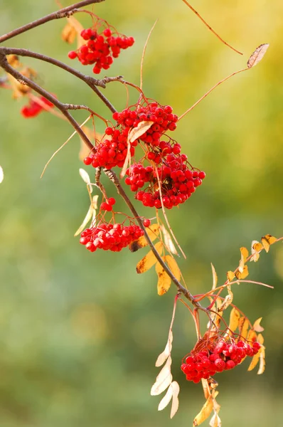 Herbst schönes Licht. schöne Herbstblätter. Eberesche Herbst ph — Stockfoto