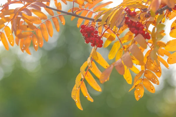 Herbst schönes Licht. schöne Herbstblätter. Eberesche Herbst ph — Stockfoto