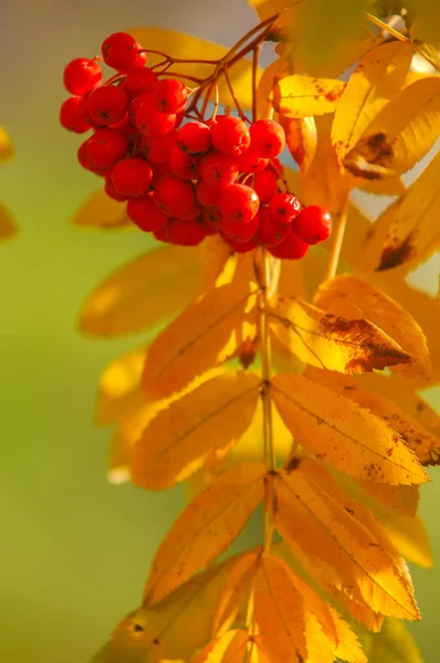 Φθινοπωρινό φως. όμορφα φθινοπωρινά φύλλα. Rowan φθινόπωρο Ph — Φωτογραφία Αρχείου