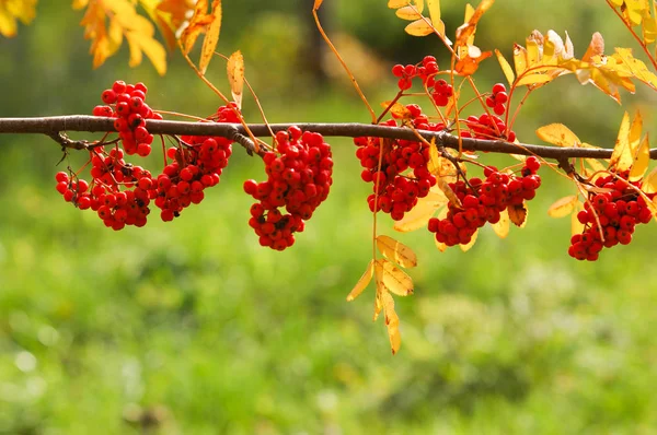 Ősz gyönyörű fény. Gyönyörű őszi levelek. Rowan ősz Ph — Stock Fotó