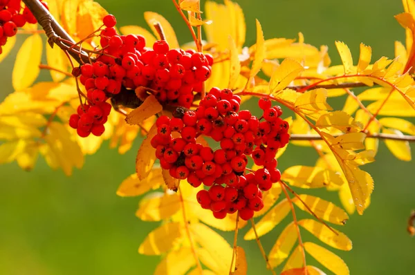 Herbst schönes Licht. schöne Herbstblätter. Eberesche Herbst ph — Stockfoto