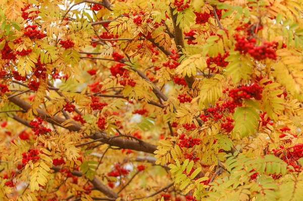 Automne belle lumière. belles feuilles d'automne. Rowan Automne Ph — Photo