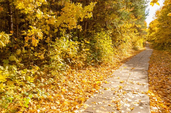 Otoño en el parque —  Fotos de Stock