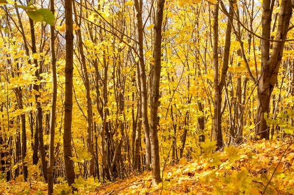 Otoño en el parque —  Fotos de Stock