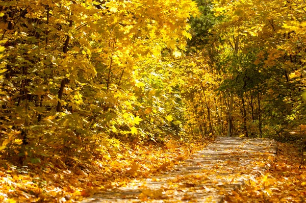 Otoño en el parque —  Fotos de Stock