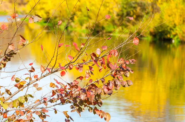 Río en el otoño, la época dorada del año —  Fotos de Stock
