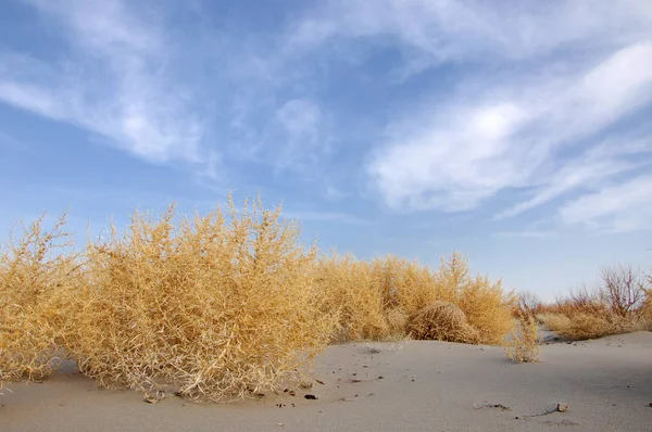 Tumbleweed — Stockfoto