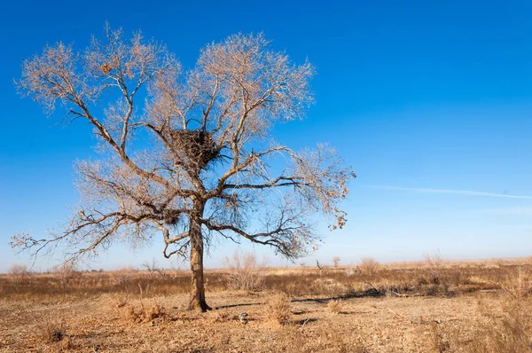 Steppe — Stock fotografie