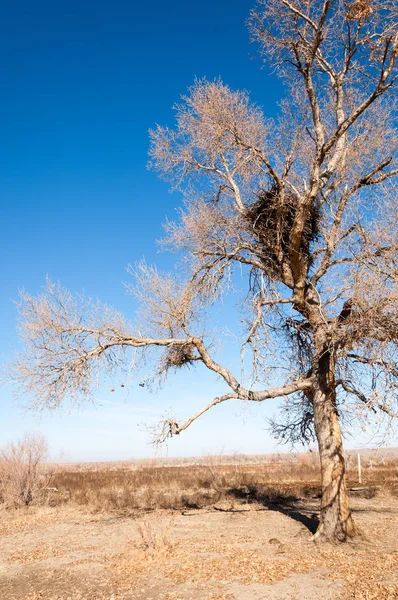 Steppe — Stock fotografie