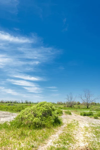 Estepa, pradera, terciopelo, terciopelo — Foto de Stock