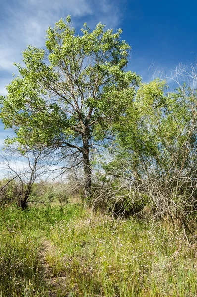 Estepa, pradera, terciopelo, terciopelo — Foto de Stock