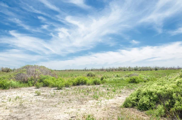 Stäppen, prairie, veld, veldt — Stockfoto