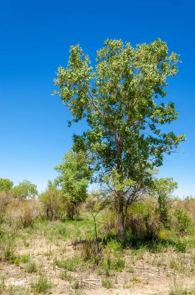 Stepu, preria, veld, równina — Zdjęcie stockowe