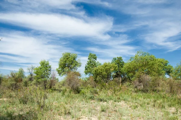 Stepu, preria, veld, równina — Zdjęcie stockowe