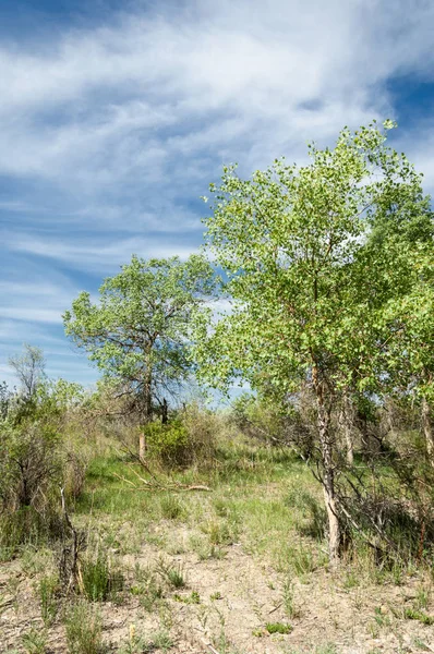 Στέπα, Λιβάδι, veld, veldt — Φωτογραφία Αρχείου