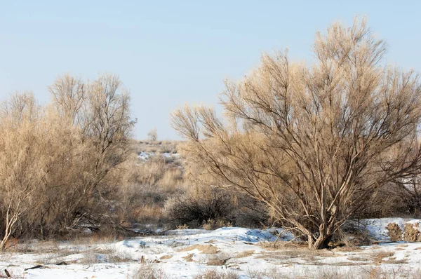 Bozkır, çayır, veld, veldt — Stok fotoğraf