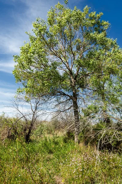 Steppe, Prärie, Veld, Veldt — Stockfoto