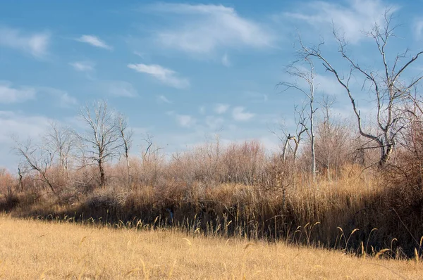 Step Wczesną Wiosną Natura Podróże — Zdjęcie stockowe