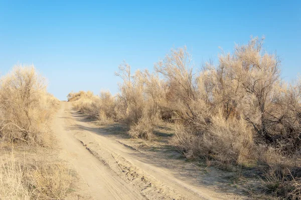 Steppe — Stock fotografie