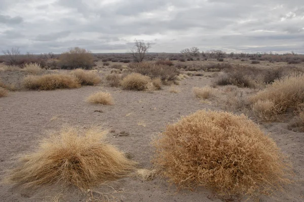 Steppe Early Spring Nature Travel — Stock Photo, Image