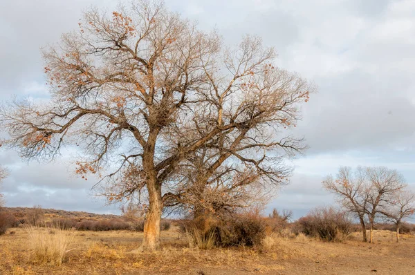 Near desert.  desert.  steppe. — Stock Photo, Image