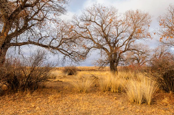 Vicino al deserto. deserto. steppa . — Foto Stock