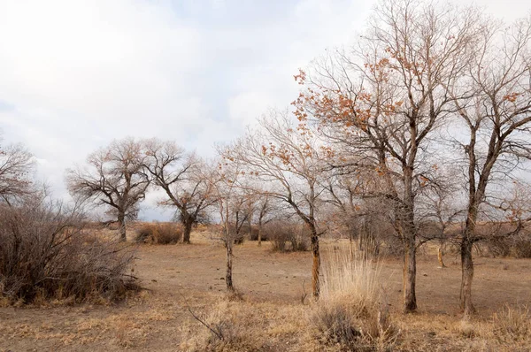 Près du désert. désert. steppe . — Photo