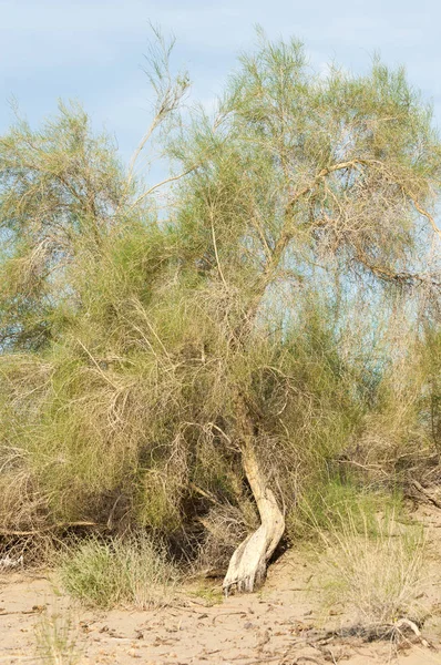 Steppe zomer. Zich opslaan. Lake in de woestijn — Stockfoto